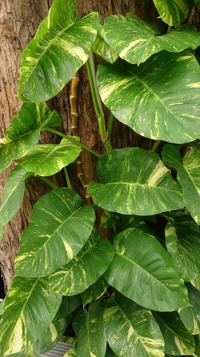 Golden Pothos